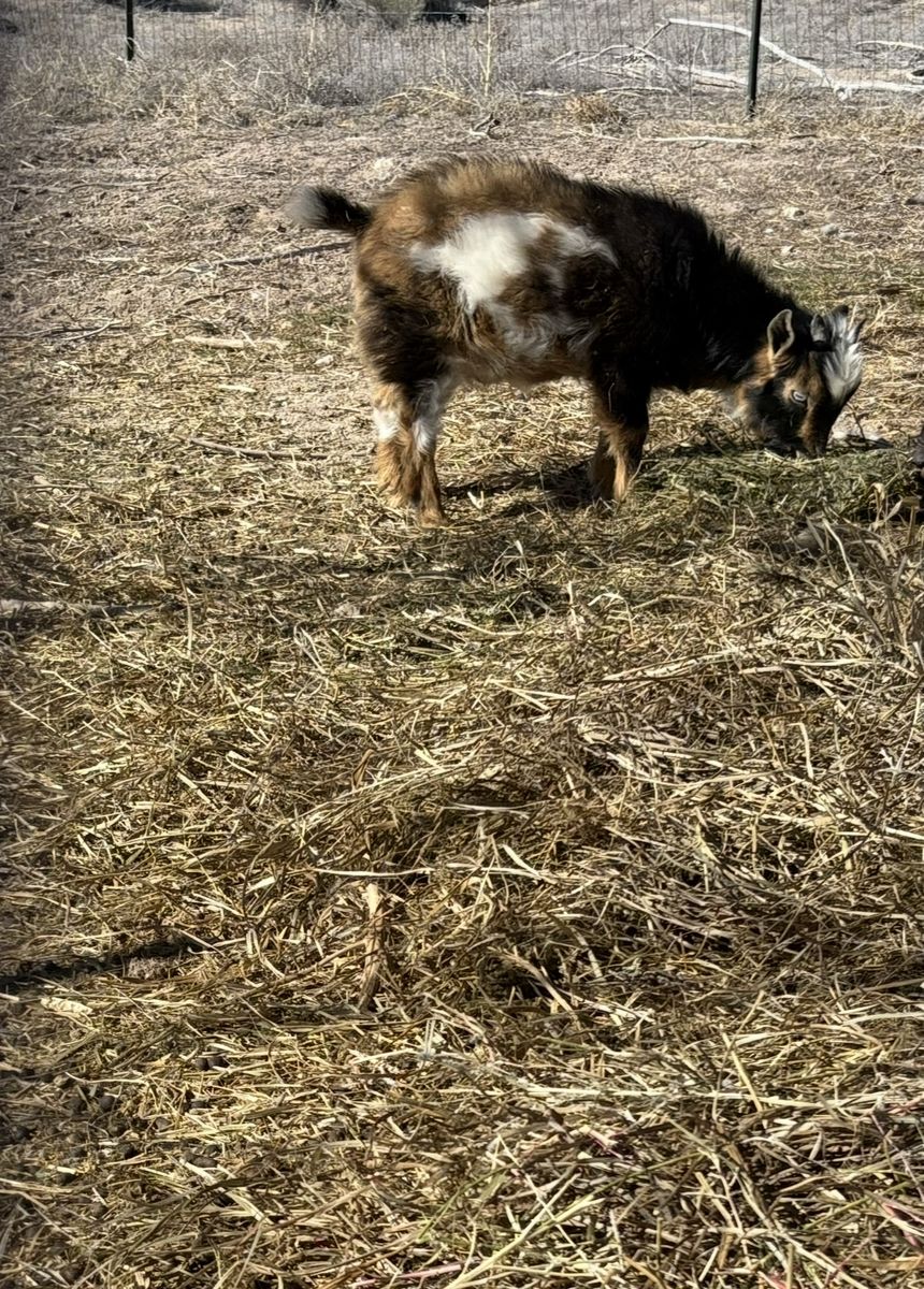 Blue Eyed Nigerian Dwarf Goat Buckling