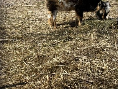 Blue Eyed Nigerian Dwarf Goat Buckling