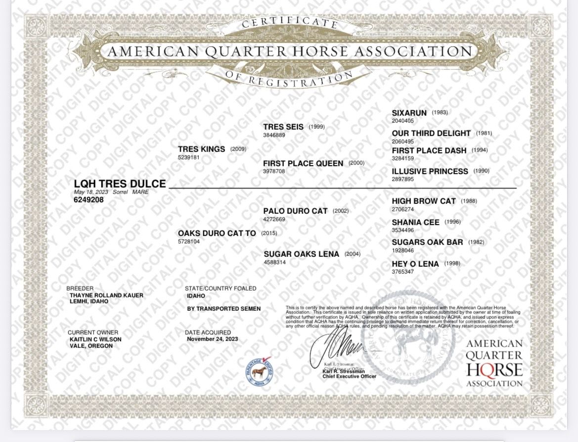 2023 AQHA Cow x Run Filly