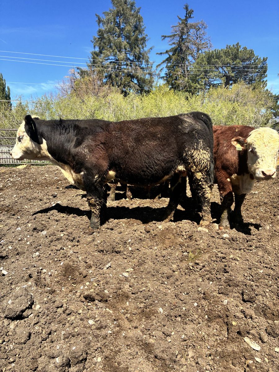 POLLED YEARLING F1 BLACK BALDY BULL ID 218