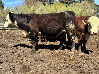 POLLED YEARLING F1 BLACK BALDY BULL ID 218