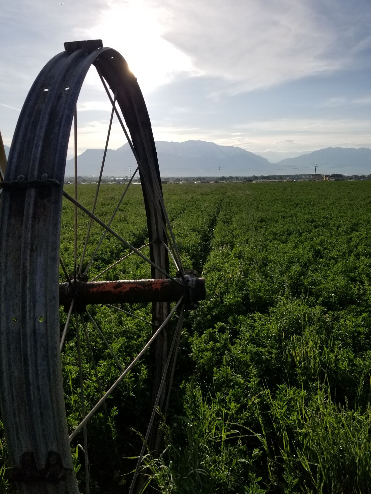 PRIME 1899 Priority Date  / Well Water Right for sale / Area 54