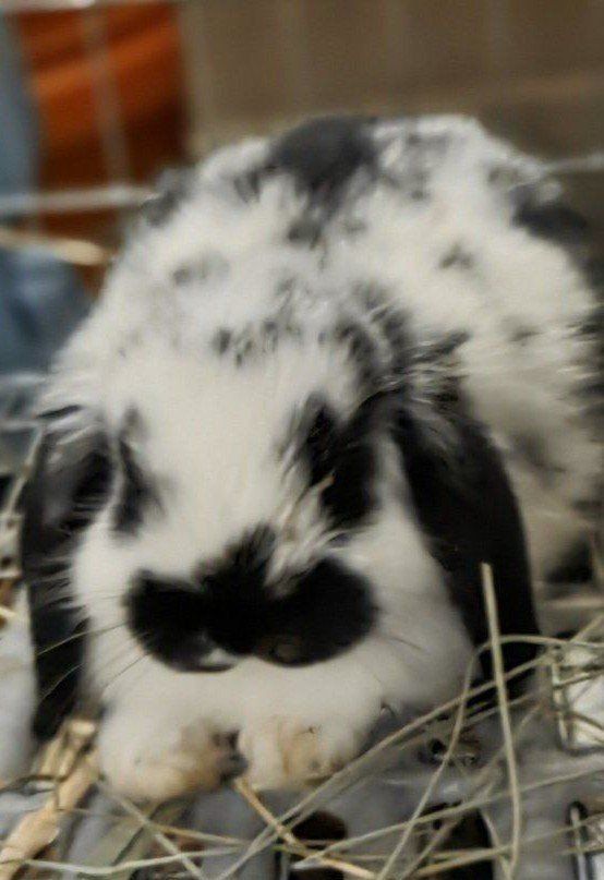 Mini Lop Bunny Rabbit Kit