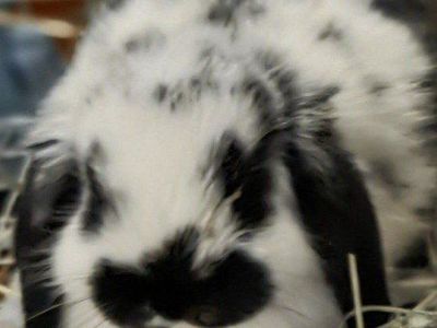 Mini Lop Bunny Rabbit Kit