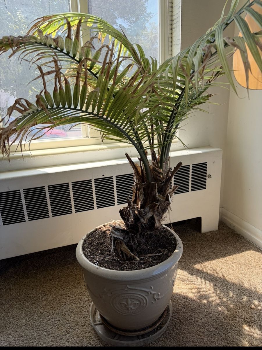 Big ol plant