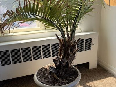 Big ol plant