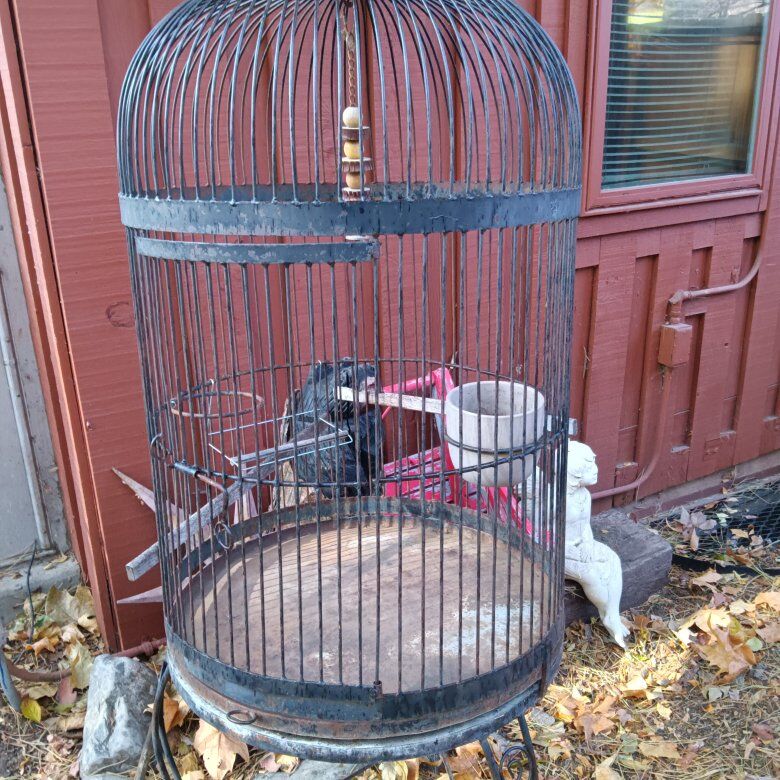 bird cage