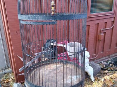 bird cage