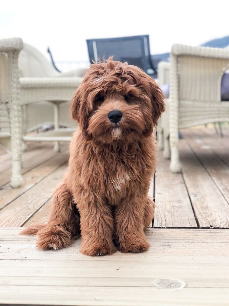MulitGen Cavapoo FF-/- Hidden Phantom Buster