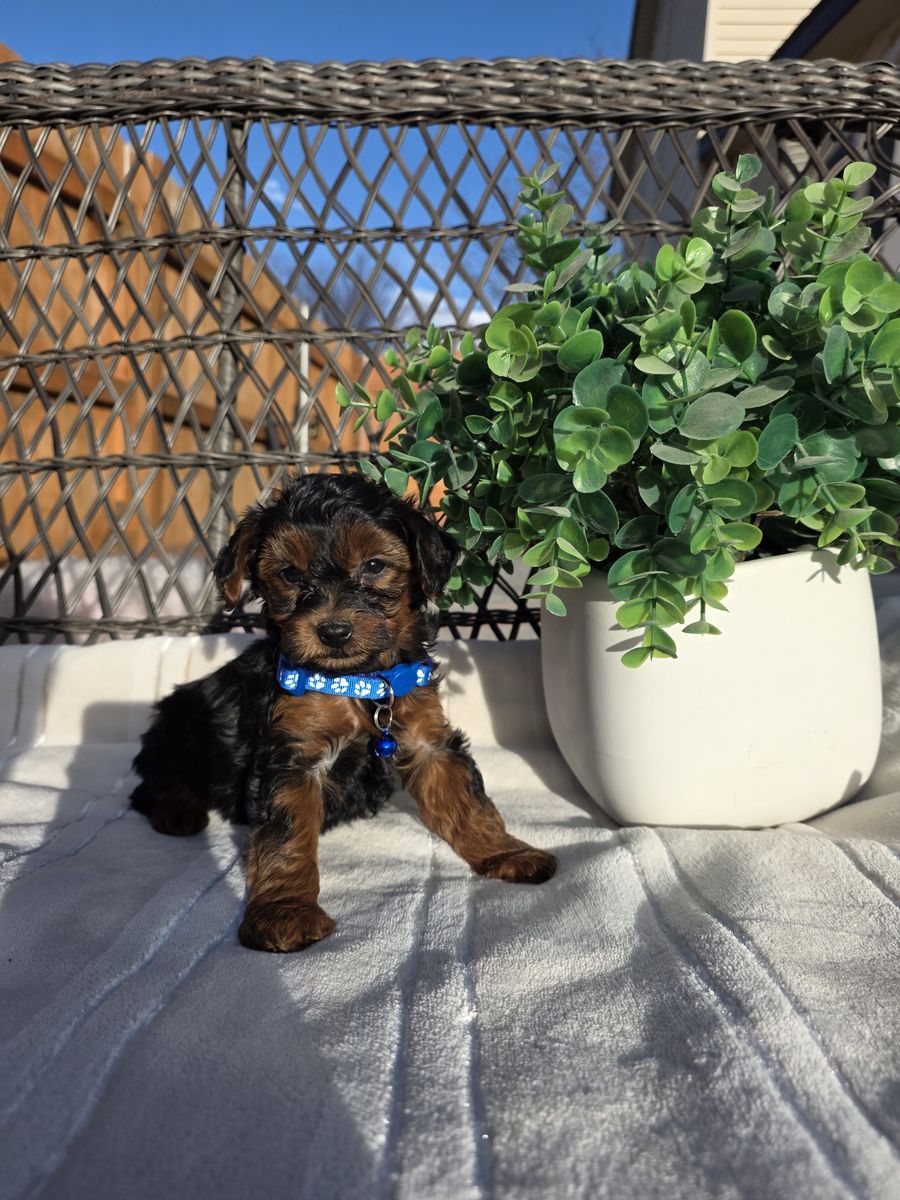 Yorkiepoo puppies