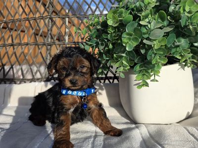 Yorkiepoo puppies