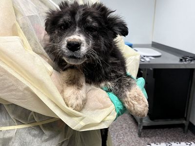 Hello my name is Marshmallow Fluff