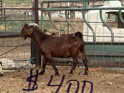 Boer Billy