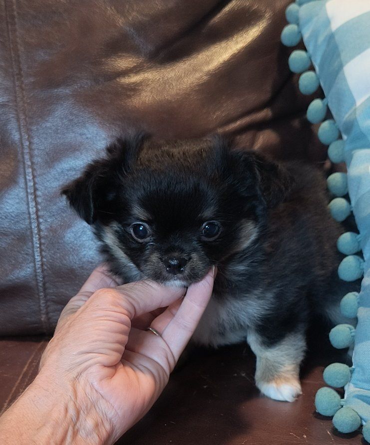 Adorable, Quality Black and Tan Long Coat Chihuahua Puppy with White Markings and Champion lines