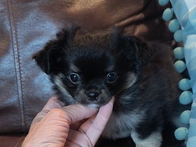 Adorable, Quality Black and Tan Long Coat Chihuahua Puppy with White Markings and Champion lines