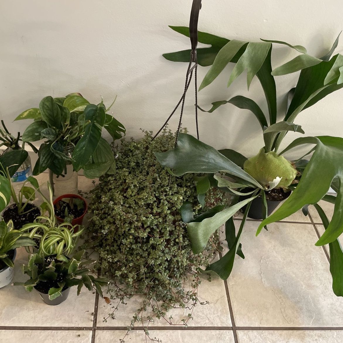 Houseplants (If bought by tonight 8/12 will include free plants!)
