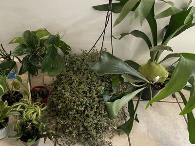 Houseplants (If bought by tonight 8/12 will include free plants!)