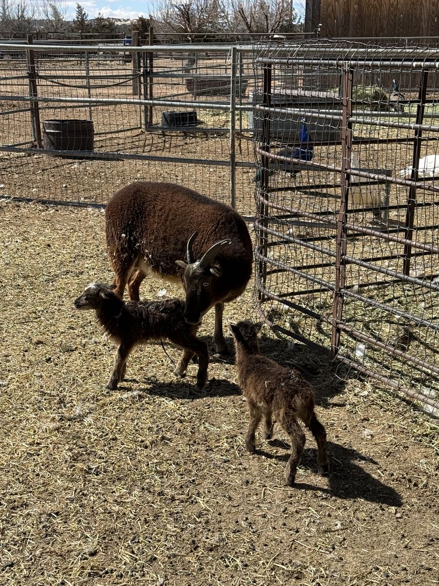 Soay Sheep, ewes & lambs, rams for sale