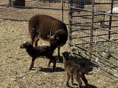 Soay Sheep, ewes & lambs, rams for sale