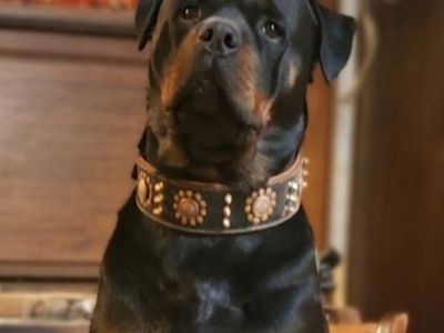 Rottweiler stud