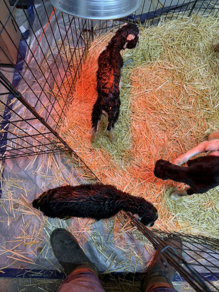 Bottle Baby Bucklings Can Be Registred