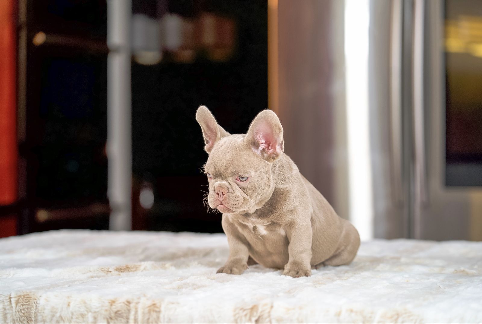 NEW SHADE ISABELLAS/ROJO MERLE FRENCH BULLDOG
