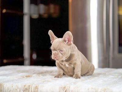 NEW SHADE ISABELLAS/ROJO MERLE FRENCH BULLDOG