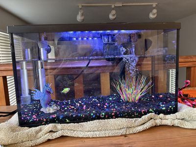 20 gallon Aquarium Setup with Filter, Heater, Decor, and Water Care Supplies