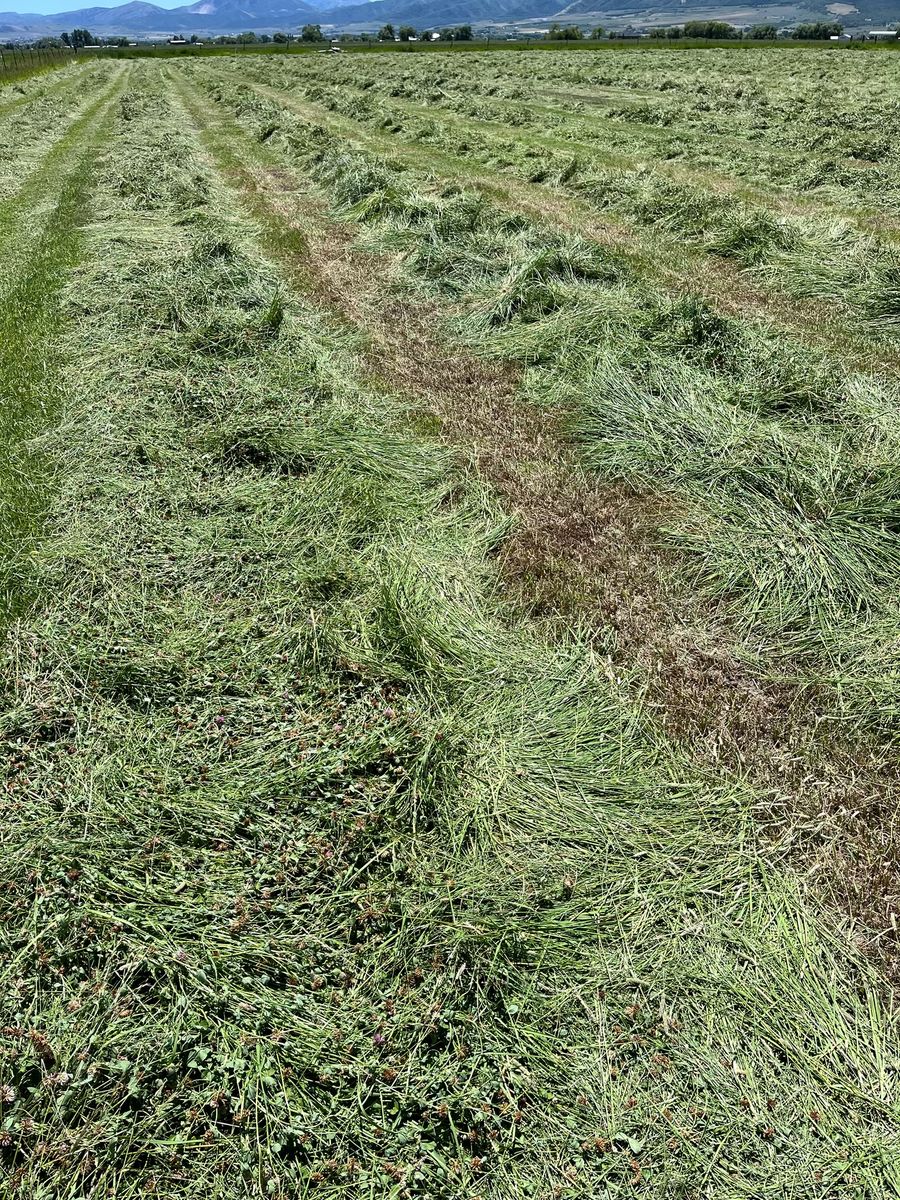 Grass and clover mixed Hay
