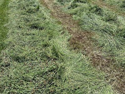 Grass and clover mixed Hay