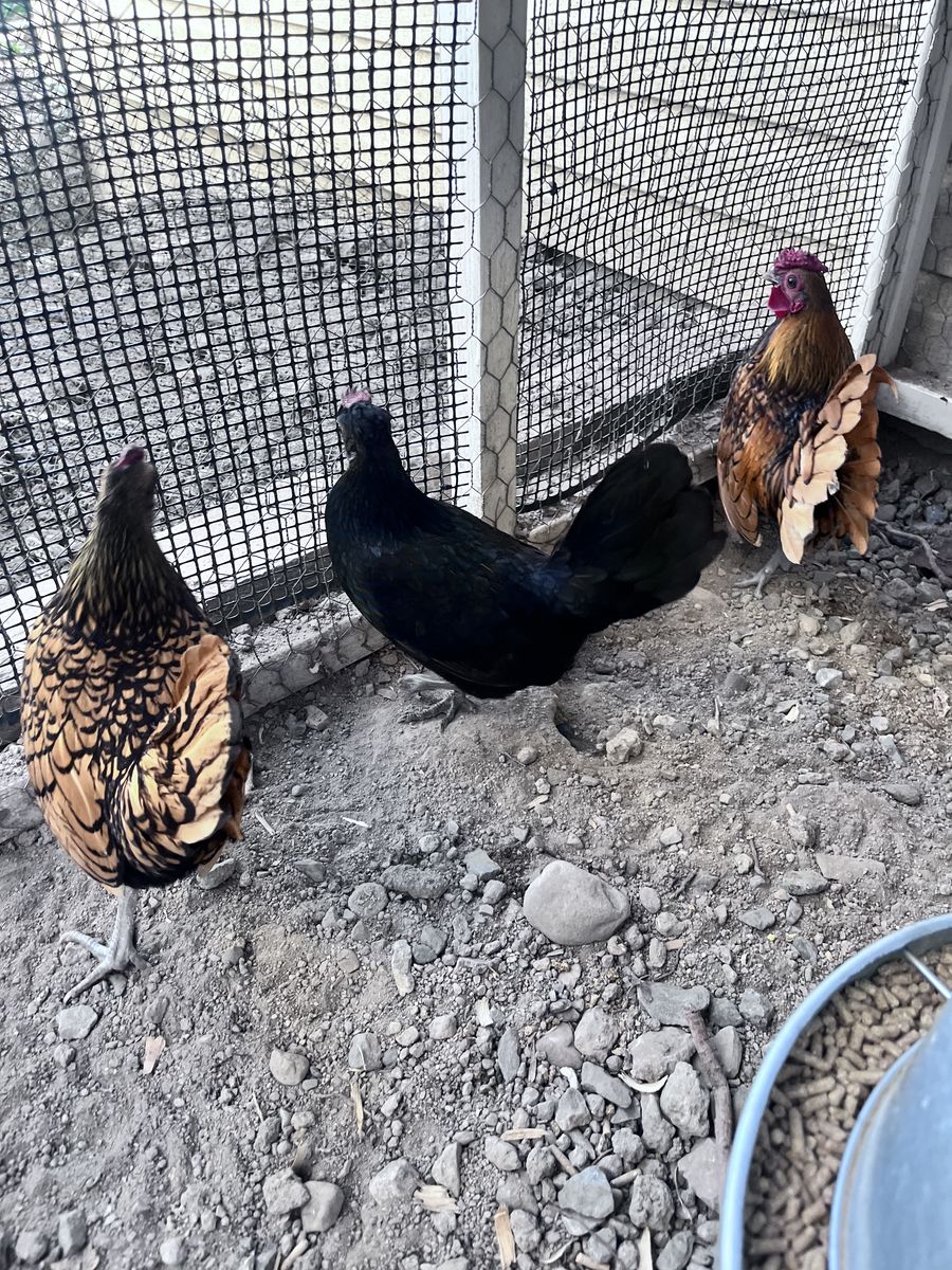 Sebright Serama Bantsm Rooster And Two Hens