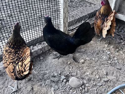 Sebright Serama Bantsm Rooster And Two Hens