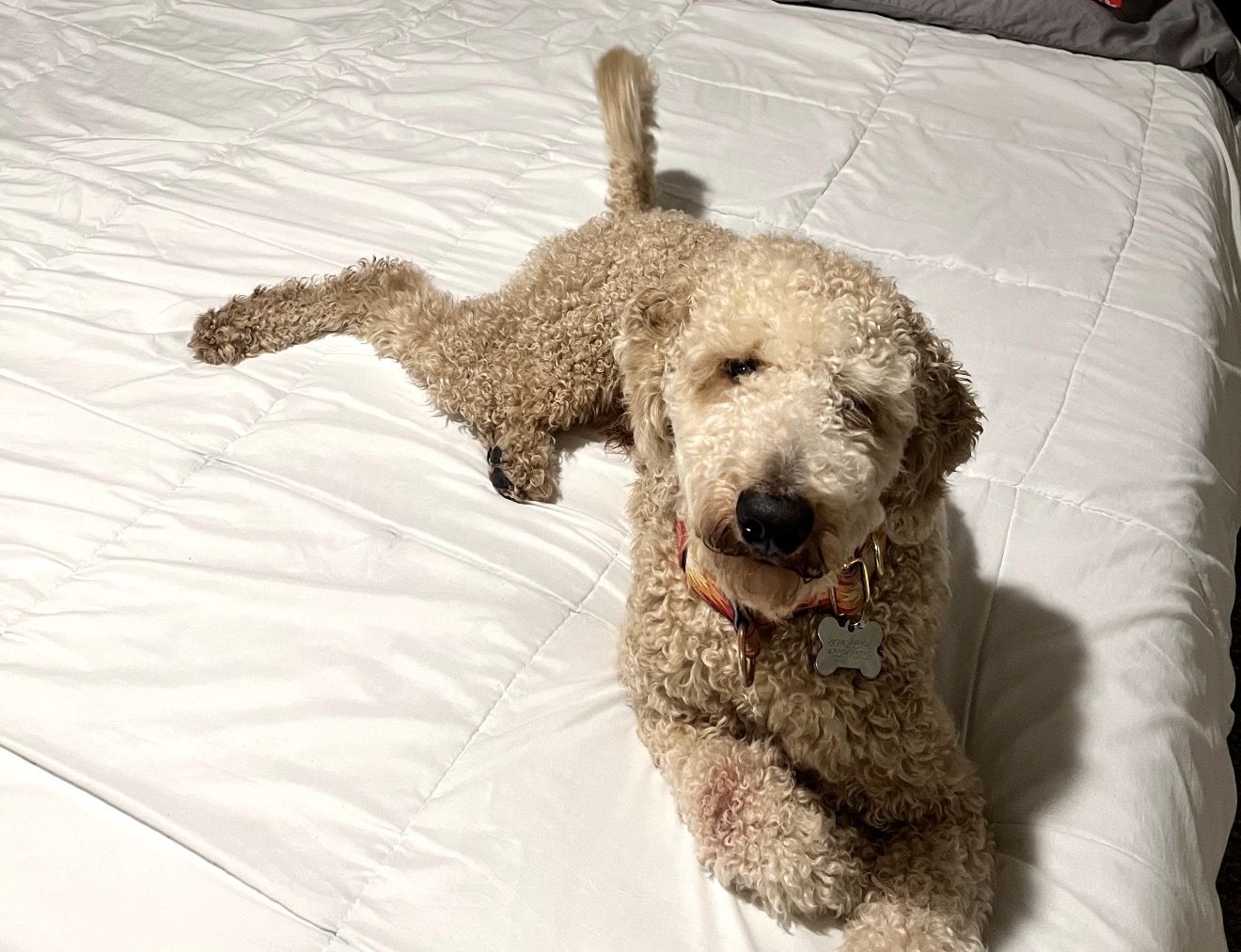 Goldendoodle in need of a loving home