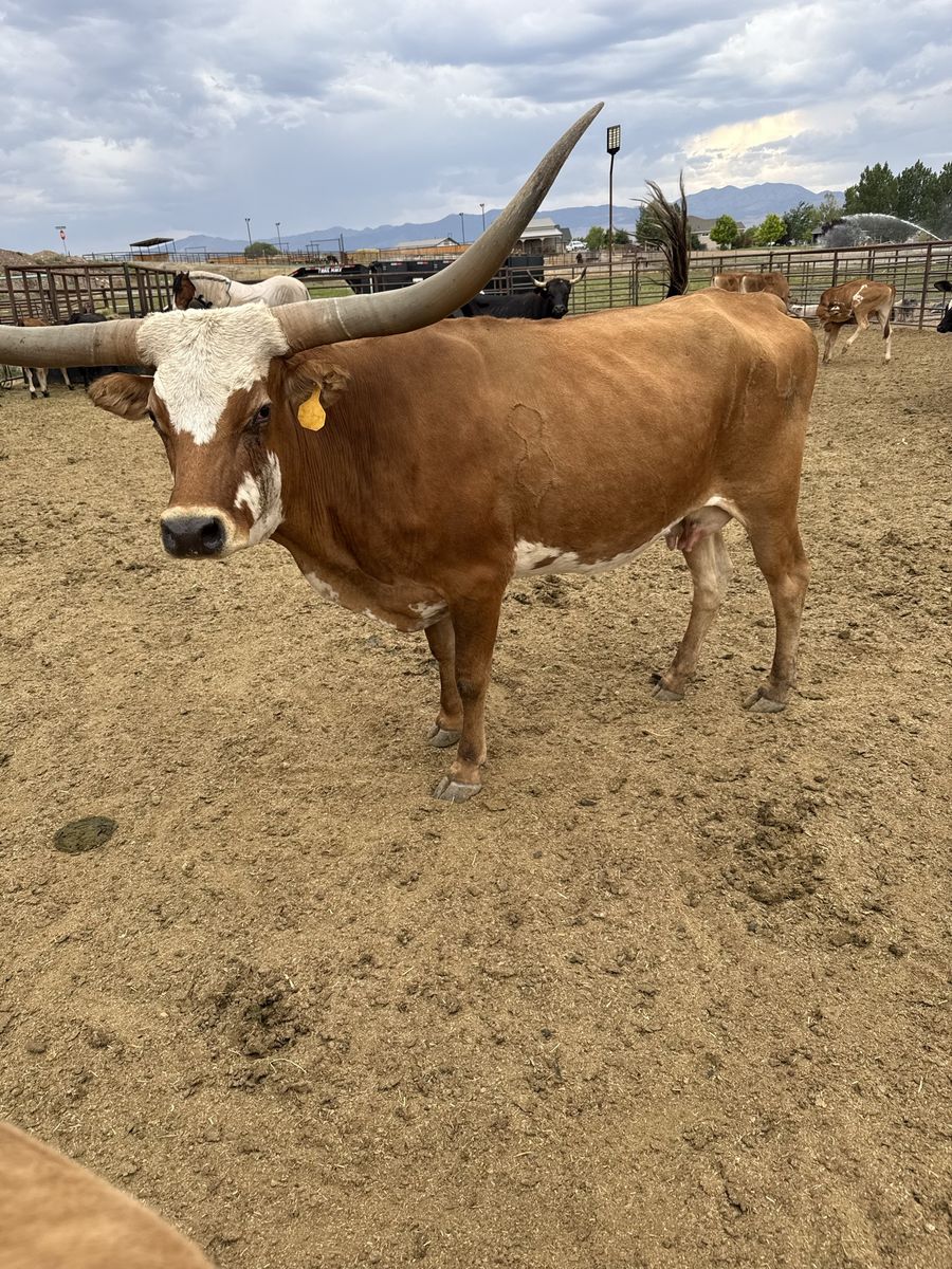 Long horn cow