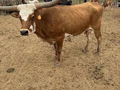 Long horn cow