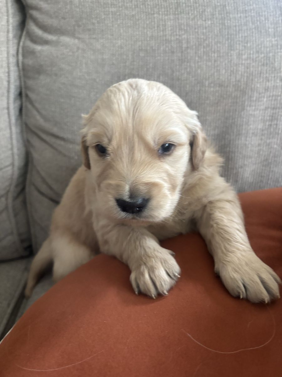AKC registered Golden Retriever Puppies