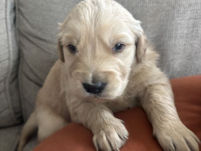AKC registered Golden Retriever Puppies