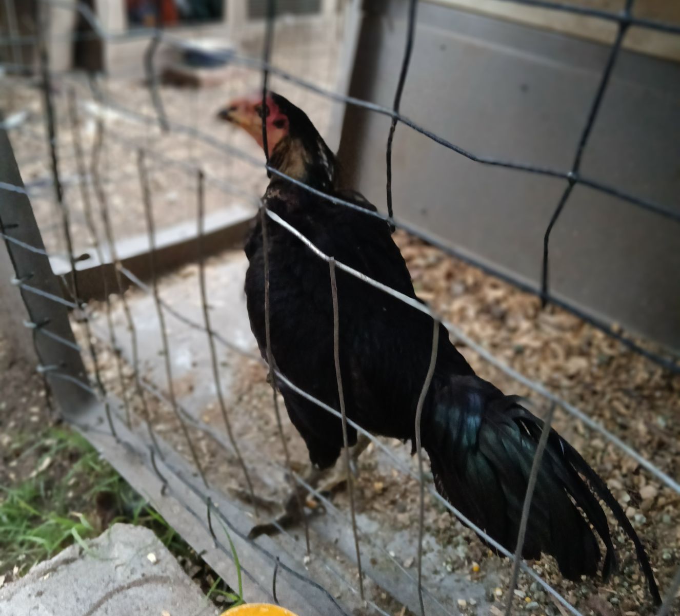 Roosters