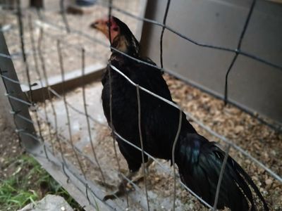 Roosters