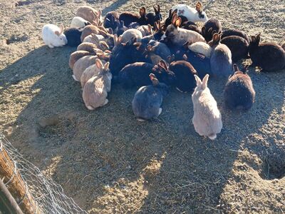Bunny Rabbits young adults