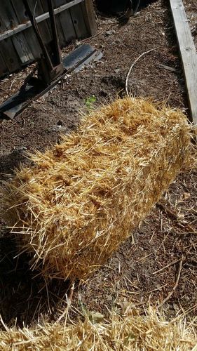 SMALL STRAW BALES 18X36 APPROXIMATLY 40 LBS