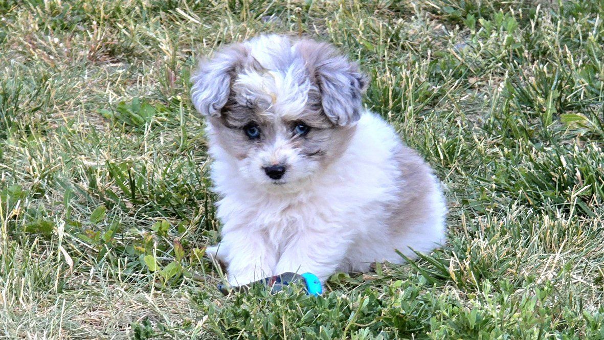 Adorable Toy Aussiedoodles