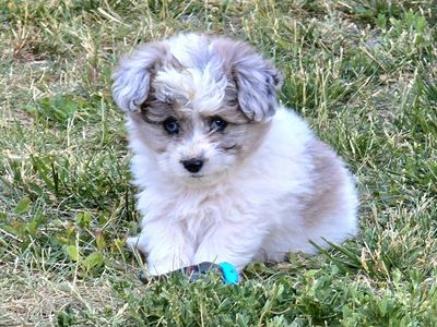 Adorable Toy Aussiedoodles