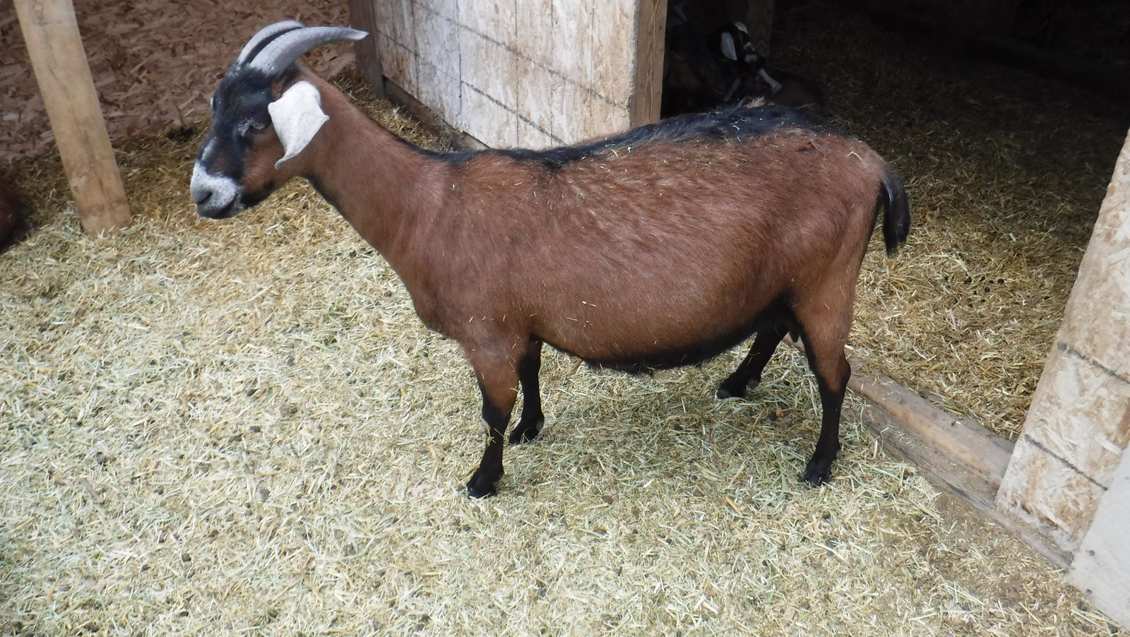 2 year old Alpine/Nubian pregnant doe dairy milk goat Due May 8th