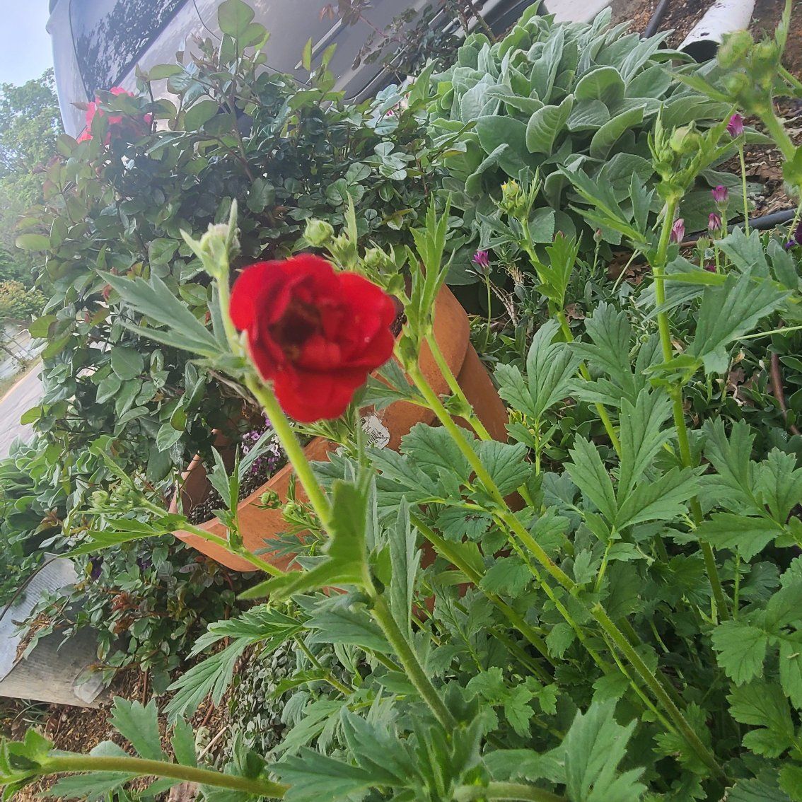 large mature red geum Avens flowers plant
