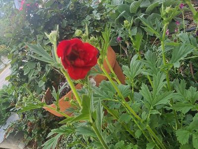 large mature red geum Avens flowers plant