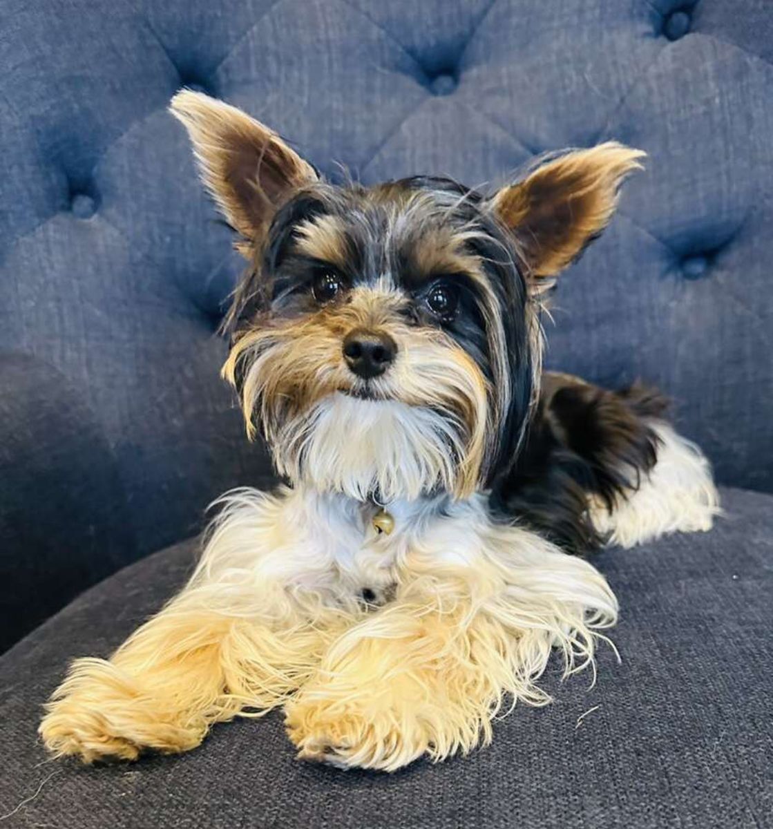 Yorkie (Stud only)