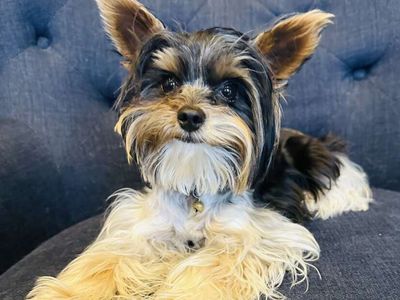 Yorkie (Stud only)