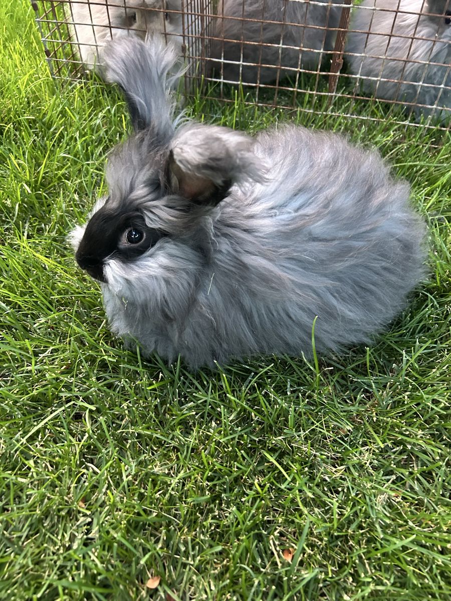 English Angora Rabbits
