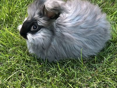 English Angora Rabbits